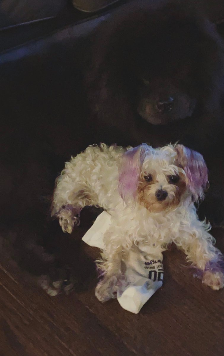 DutchessOfRap's tweet photo. #gooddaydc Happy Animal Appreciation Day from El Chapo &amp; Cousin Lyfe https://t.co/98K2QEOCLW