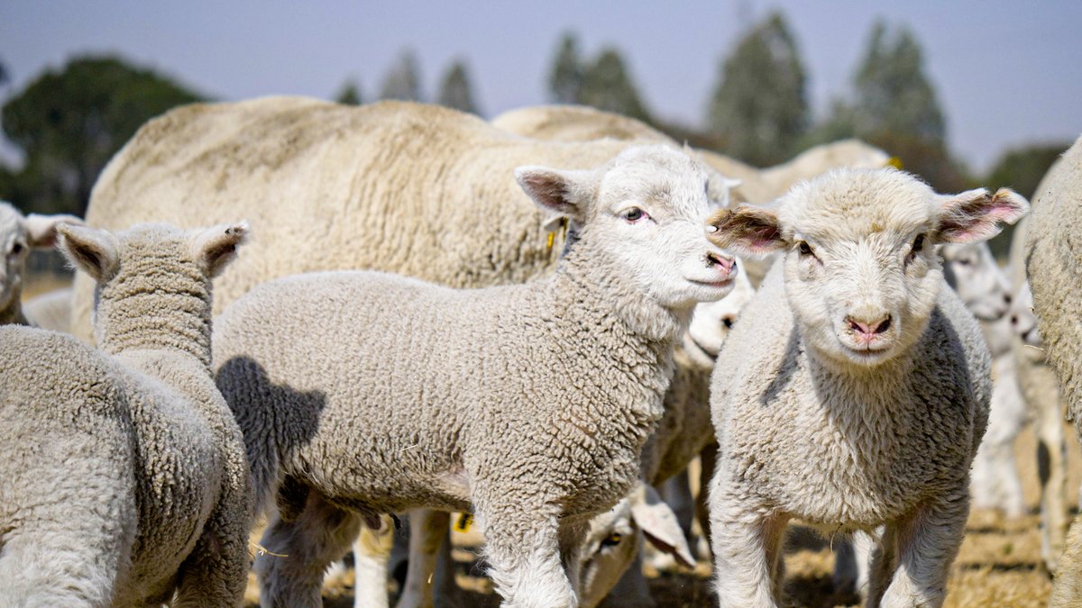 At three months old lambs can start consuming protein licks with sufficient bypass protein. Ask your #Molatek technical advisor about Wool Master Concentrate, a high-quality protein concentrate for healthy development and improved growth. bit.ly/MolatekTA