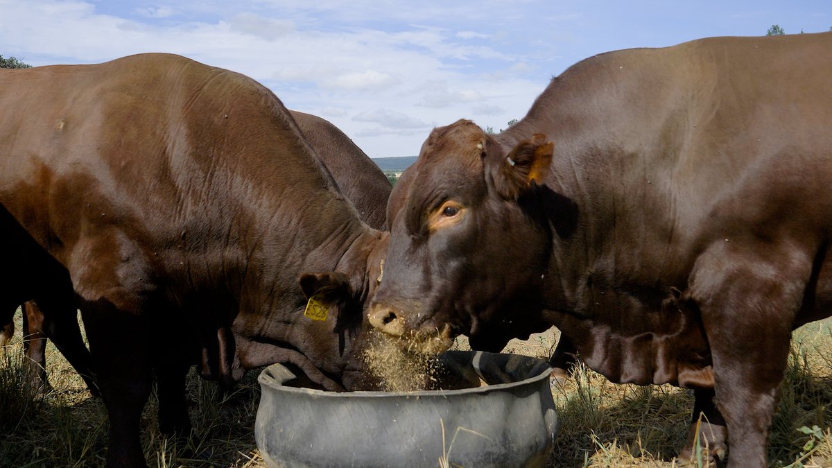 Bull nutrition in the winter months is of utmost importance. Maintaining condition can ensure fertility once the mating season starts in the spring. Learn more about maintaining your bulls’ condition, here: bit.ly/BullNutritionM… #Molatek