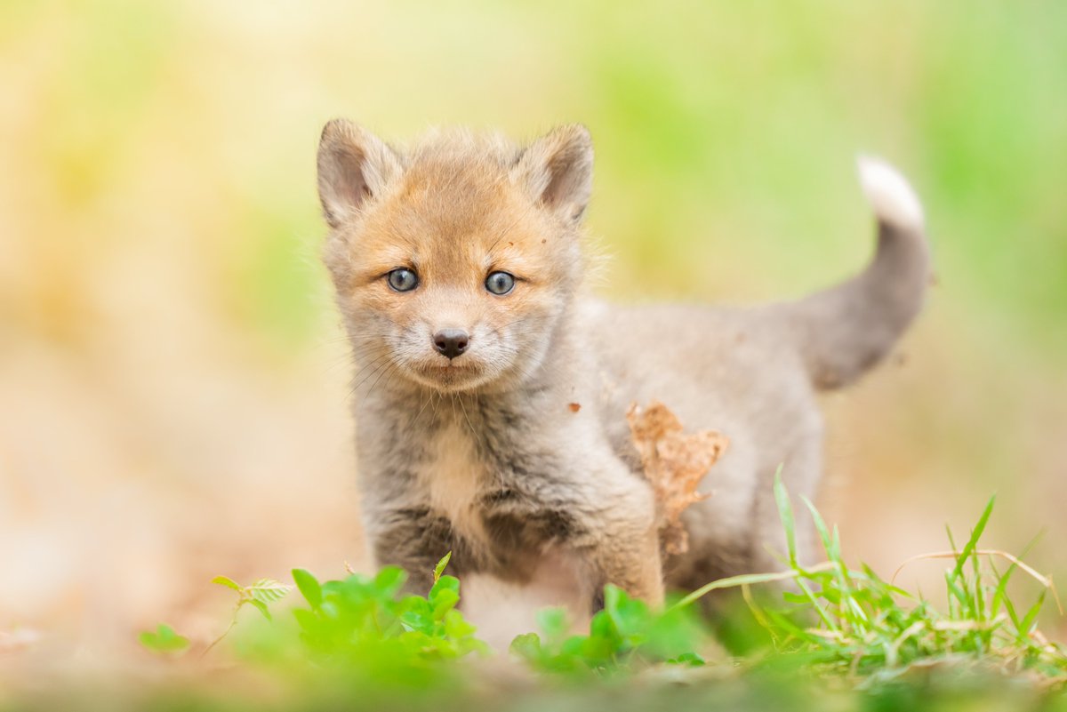 Bad taxidermy fox - Etsy 日本 キツネの剥製 台座は本物の木 松の葉は