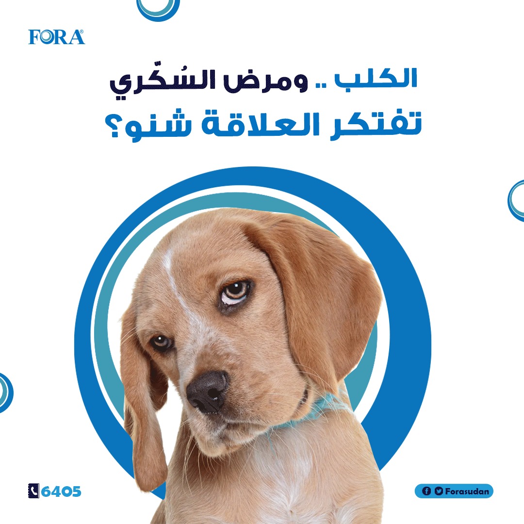 Forasudan's tweet photo. 📌"مُرضى السكري العندهم كلاب في بيوتهم أقل عرضة لكومات السكري مقارنة بغيرهم"😅

 دي  أغرب معلومة تمر عليك في حياتك!!👆🏾
 لأنه ببساطة؛ الكلب بيتعرف على تغيّر ريحة جسد المريض، في بدايات تعرضه لكومة سكري، ومباشرة بيبدا بالنباح المُستمر كوسيلة لتحذير صاحبه💙

#foracare #أجهزة_سكري https://t.co/Oa9bxO2KPh
