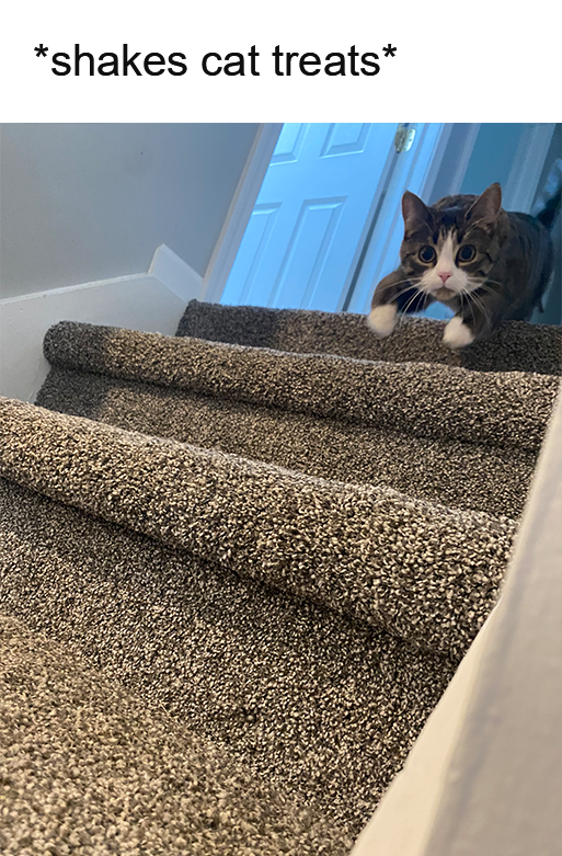 Litterbox tweet media