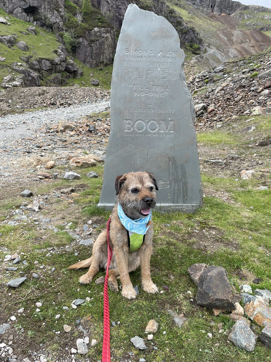SkipperTheBear's tweet photo. Top walking today, pals! Up the #OldManOfConiston, then walked along the ridge route to #SwirlHow and back down to #LeversWater. Pawesome views and plenty of good peemails! https://t.co/dxJEBVelhT