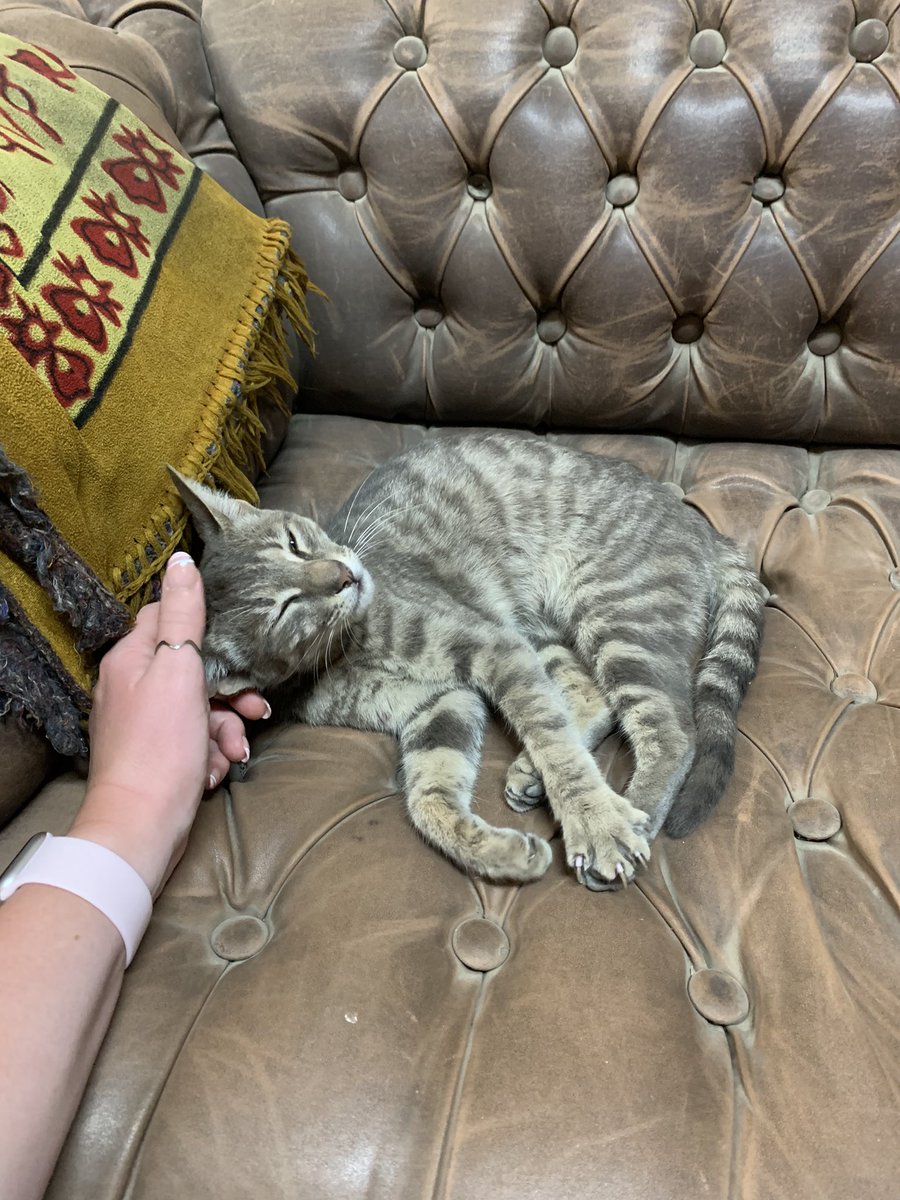 Steph_Boonstra's tweet photo. The archives of the @EgyptianMuseumC also have a very sweet #archivecat!
#catsofCairo #EASS https://t.co/pFweFvrtpB