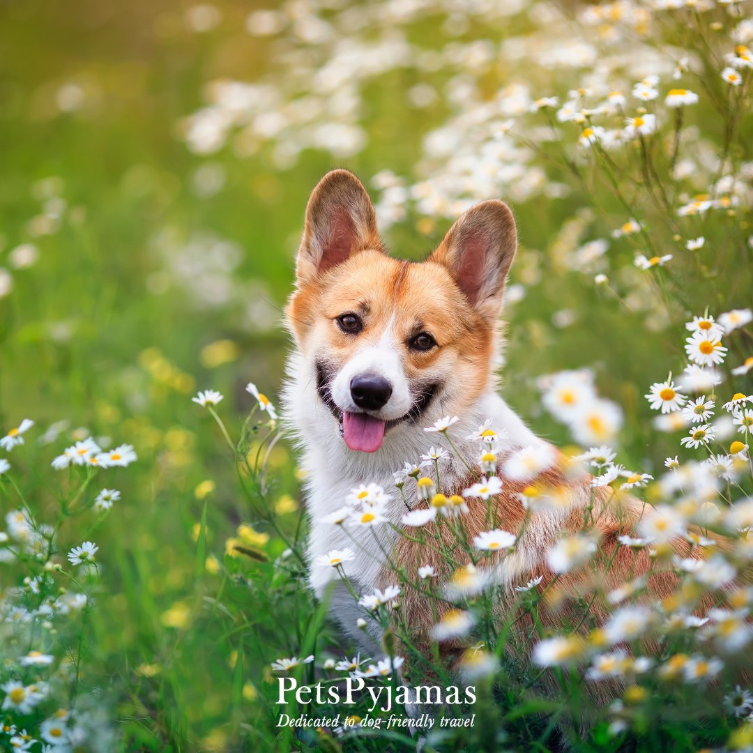 🧳 In need of a last minute holiday for you and your four-legged friend? 🧳 Look no further... See all our holidays with last minute availability here: bit.ly/PPJ-Last-Minut… #LastMinute #PetsPyjamas #PetTraveller