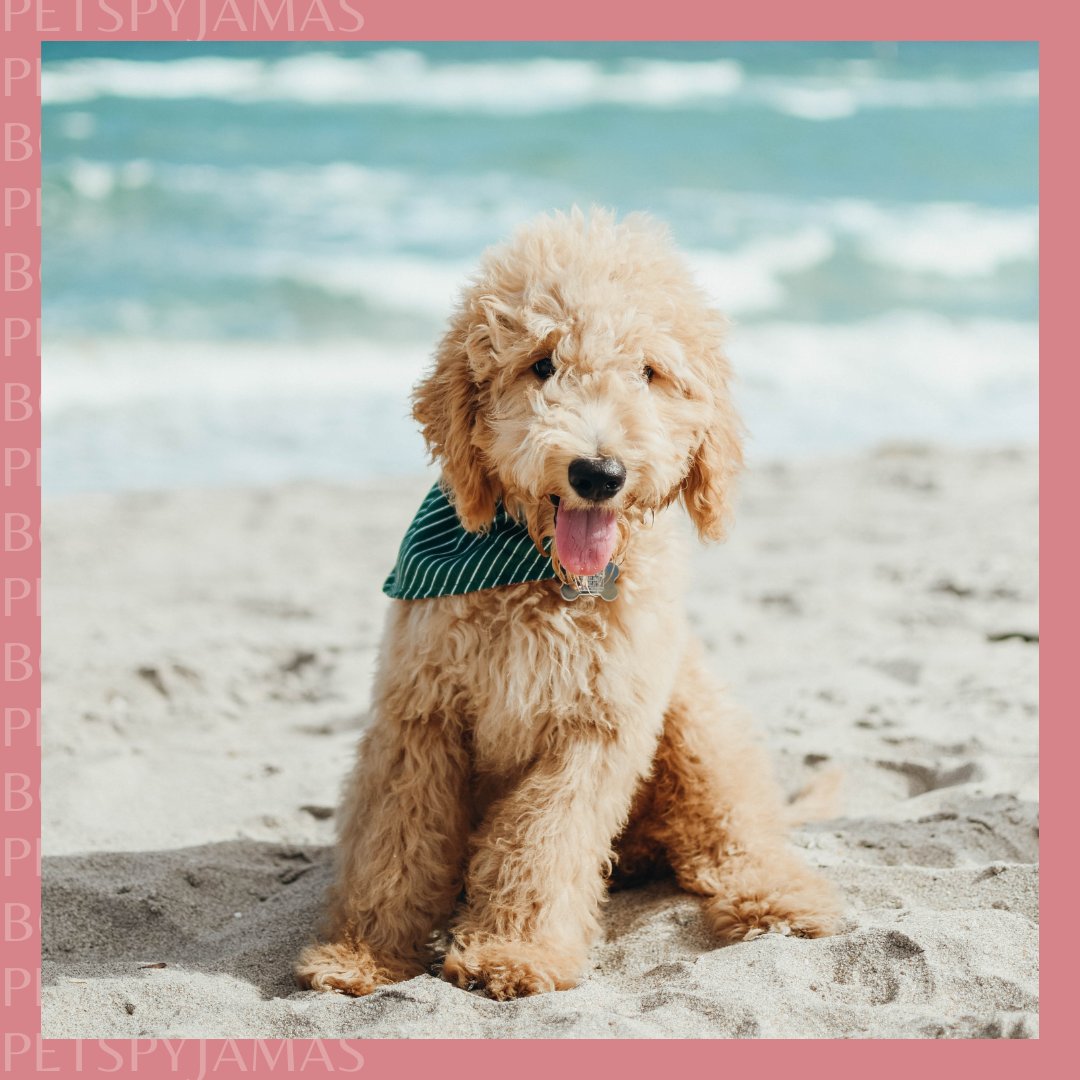 Hello Summer!! ☀️☀️☀️ It's officially the first day of summer. Who else is excited for lighter evenings, warmer weather and longer walkies? 🐶 Book your summer holiday getaway today here: bit.ly/PPJ-Summer-Hot… #DogPartyDay #SummerBegins #PetsPyjamas