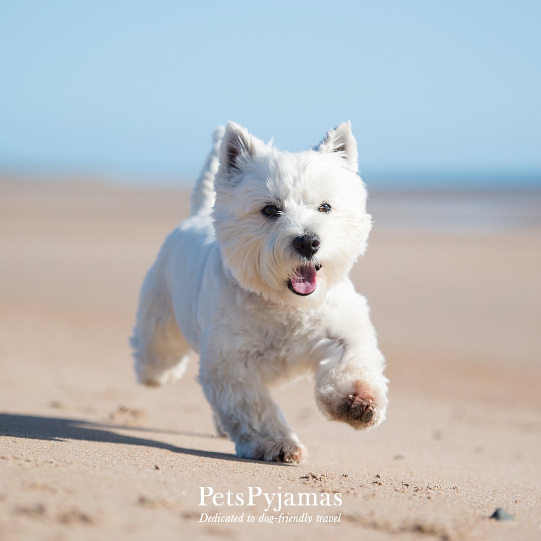 Beach breaks really are perfect for summer! Beach walkies and sandy paws what's more to love. 🏖️🏖️ Book yours today here: bit.ly/PPJ-Summer-Hot… ☀️ #SummerHoliday #PetsPyjamas #PetTraveller