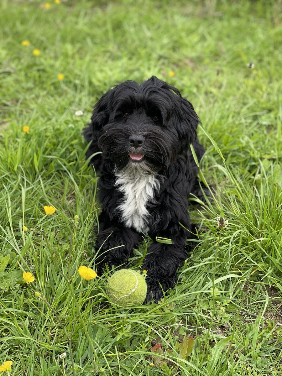 HPaddon's tweet photo. Plenty to smile about ... #tibetanterrierlove #tibetanterrier #furnitureartist #doglover #mansbestfriend https://t.co/ZiJyH4lvqh