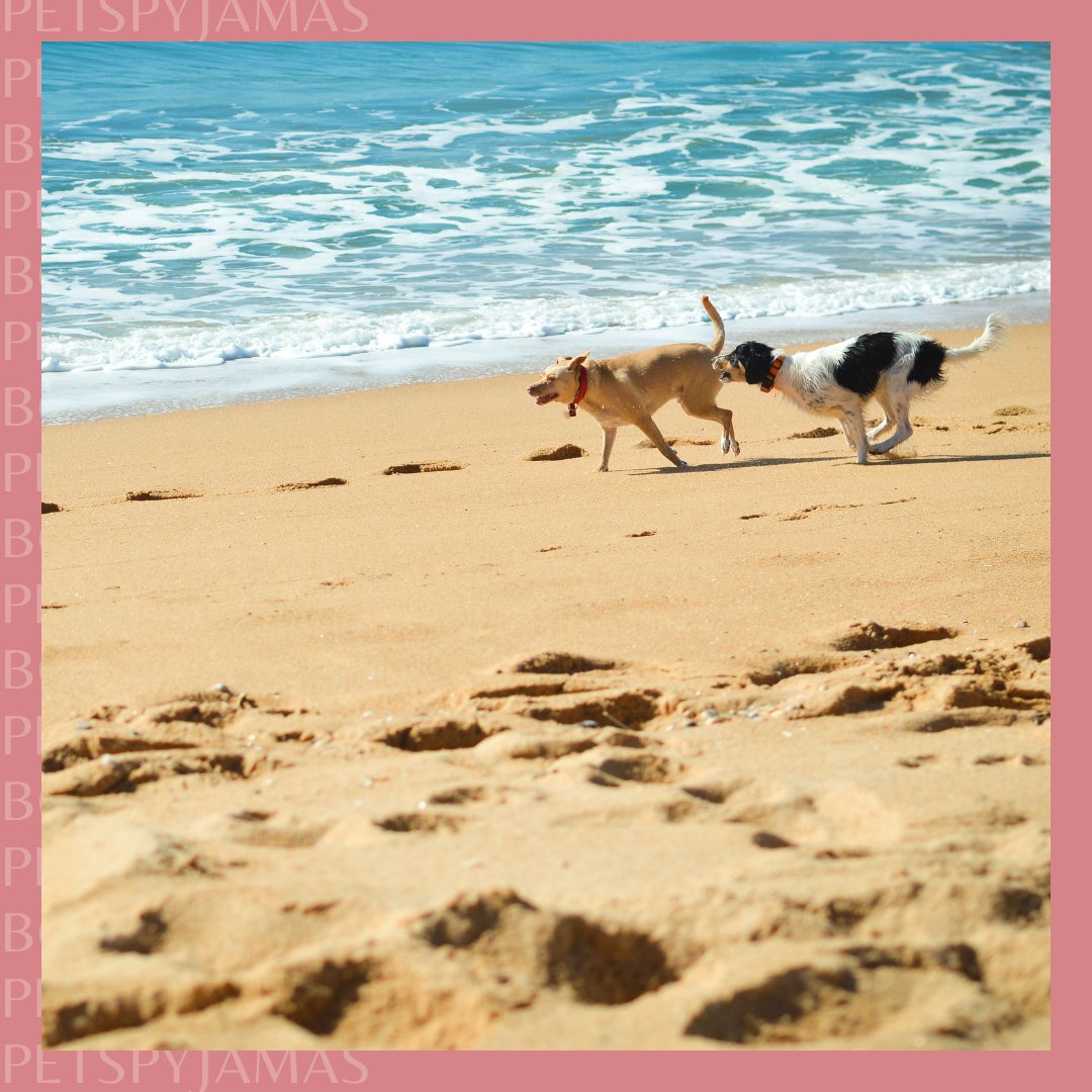 🙌 Hands up if you love a summer getaway! 🙌 Be inspired and book one today here: bit.ly/PPJ-Summer-Hot… #SummerHoliday #PetsPyjamas #PetTraveller