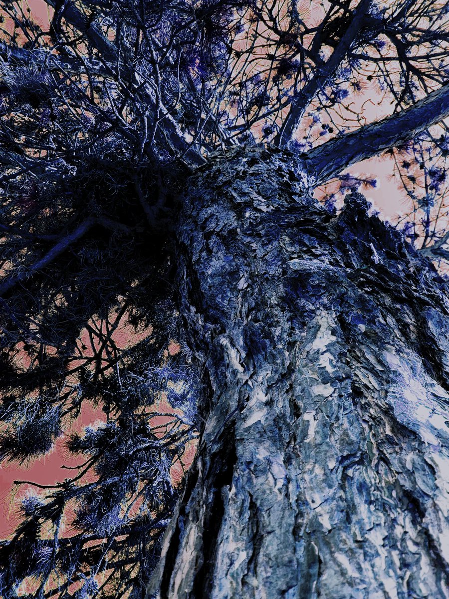 ArsenikoCWizard's tweet photo. IT I suoi rami sono i miei orizzonti, le sue radici la mia vita. 
EN Its branches are my horizons, its roots are my life
 #esoterismoemagia #paganesimo #pagan #magia #tarocchiitalia #tarocchi #witch #witchcraft #stregoneria #gaywitches #gaywitch #gaywitchcraft #cristalloterapia https://t.co/2ZrZhz275d