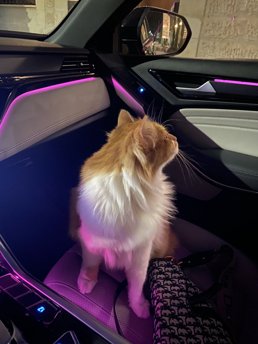 SimbaNalaJo's tweet photo. @catsofinstagram just went for a ride 😼 https://t.co/5jmZiZ0G8s