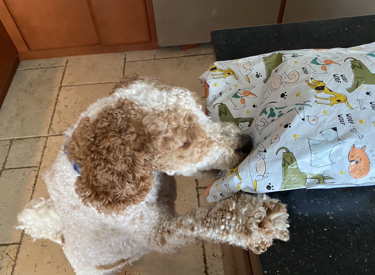 createurownart's tweet photo. Oh my dog! Something from Bark and Beyond arrived this morning but I can’t open it til my birthday! Sooo excited and bummed🤪🐶
#BarkandBeyond #letmehaveit #DogsofTwitter #whatsinthepackage https://t.co/nXSJ3441cy