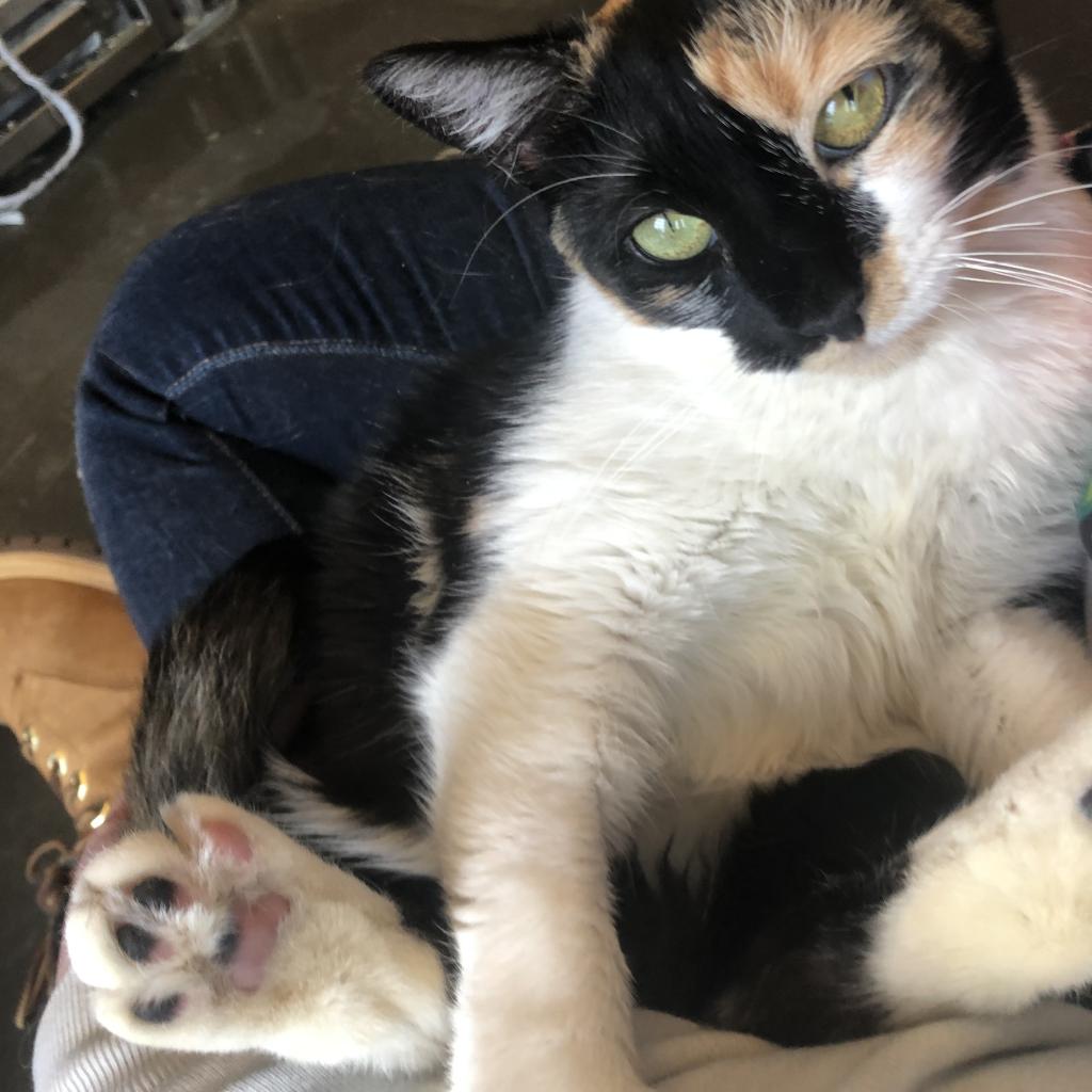 Humane Animal Partners tweet media