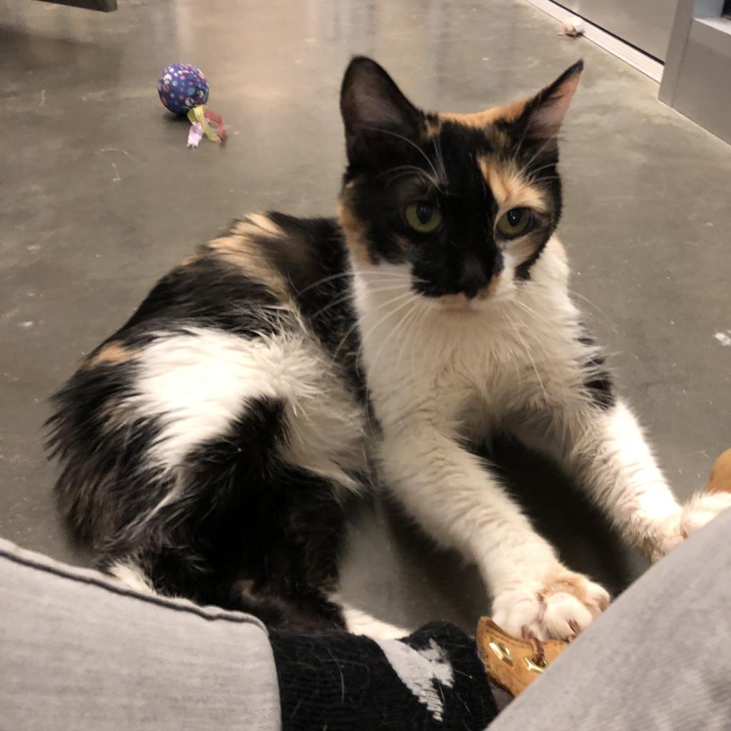 Humane Animal Partners tweet media