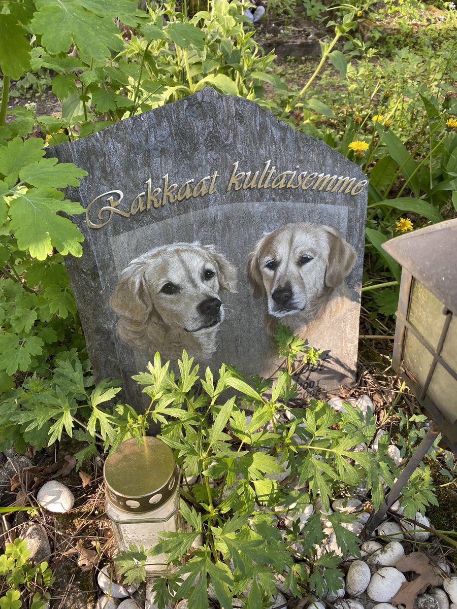 milenahuhta's tweet photo. logging in to share these animal portraits from the pet cemetery https://t.co/xHK9kOcrD3