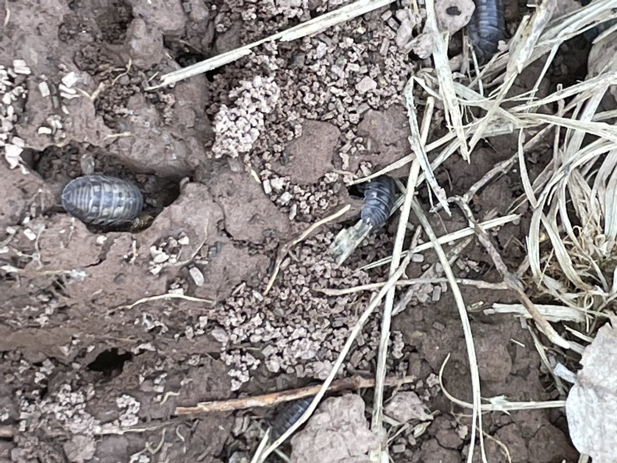 bugsofpa's tweet photo. Carl, Peter, Susan and Fred (Fred had the best hiding spot) https://t.co/38xy3xRTwN