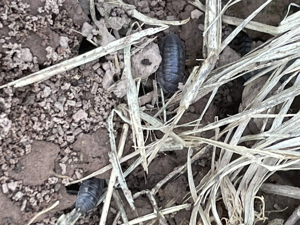 bugsofpa's tweet photo. Carl, Peter, Susan and Fred (Fred had the best hiding spot) https://t.co/38xy3xRTwN