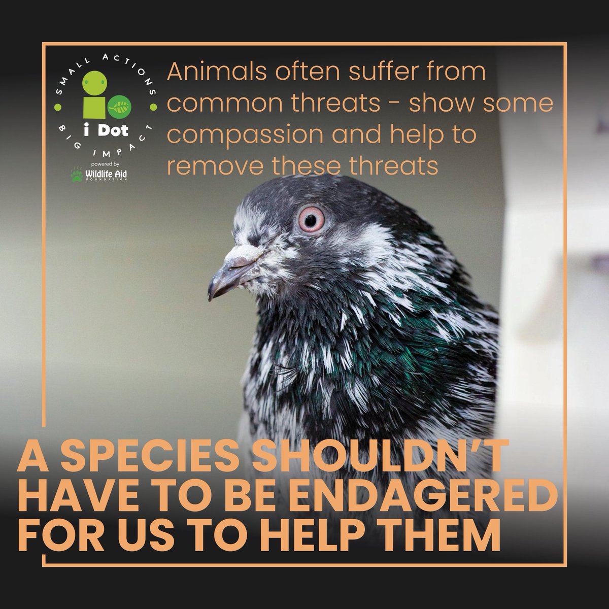 Today’s #iDot -Pick up #litter
This pigeon was recently treated by @WildlifeAid after being found with string wrapped round its legs; another example of the injuries litter cause to #wildlife. 
If you see litter on the ground,pick it up &amp; put it in the bin! You might save a life.