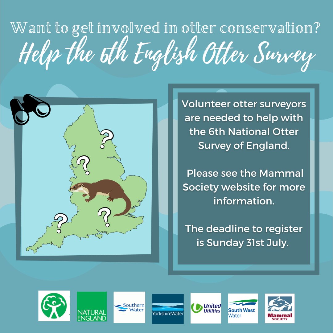 Do you have experience as an #otter surveyor? Volunteers are needed to help conduct surveys for the 6th National Otter Survey of England. To find out more and get involved, head over to @Mammal_Society's website: bit.ly/3x6yFD7 #ottersurvey #conservation #mammals