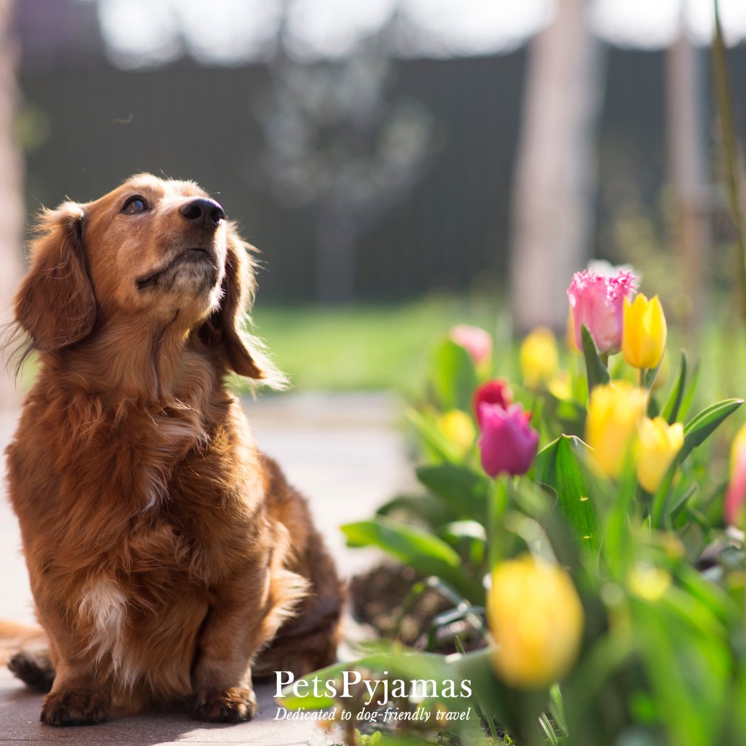 🥰 Did someone say last minute getaway? 🥰 See our wooftastic fido-friendly holidays here: bit.ly/PPJ-Last-Minut… #LastMinute #PetsPyjamas #PetTraveller