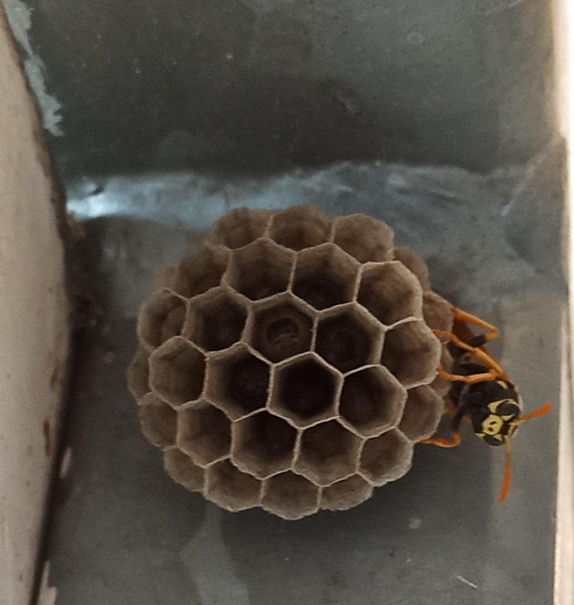 Wespennest auf dem Balkon entdeckt.
Natürlich darf sie bleiben, die Feldwespe. ☺