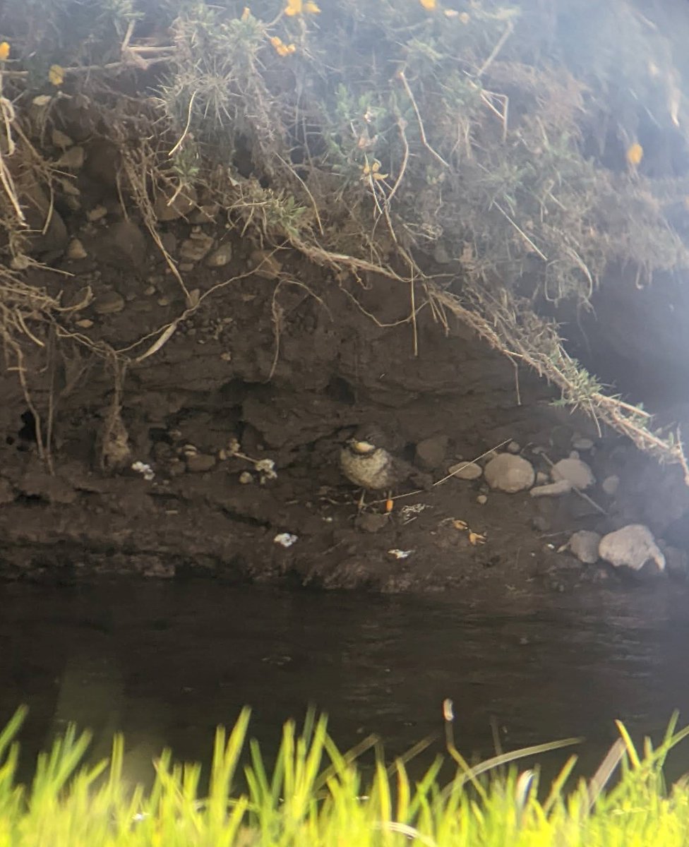 Rachel Steenson tweet media