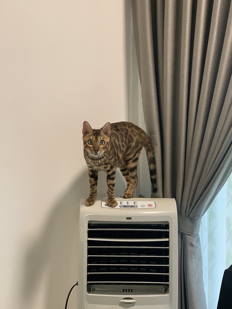 zhantafa's tweet photo. Bukan Don tapi dari neraka yang sama 🙂 https://t.co/fQ2wtFRn6Z