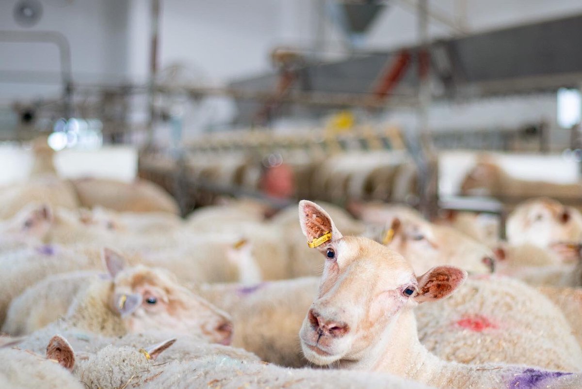 Recently I had the privilege of documenting the day-to-day at Van der Veen Farms 🐑 This beautiful dairy sheep operation is an incredible way of life for this passionate and progressive family! Thankful for the opportunity to learn more about small ruminant production!