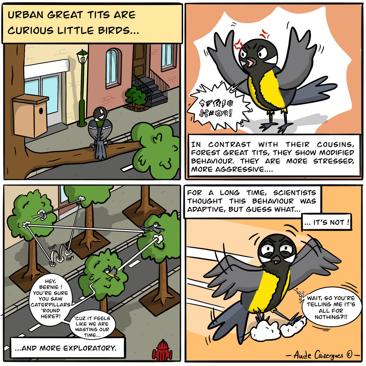 Are behaviour and stress-related phenotypes in urban birds adaptive? doi.org/10.1111/1365-2… New research shows great tits in urban areas to be more aggressive, more exploratory & have higher breath rate than their rural counterparts. But are these adaptations to urbanisation?