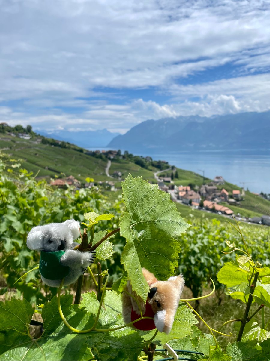 IAFS2026's tweet image. The #iafs2023 (in)famous koalas, like all rock stars, in rehab in Switzerland after a fantastic but exhausting #eafs2022!