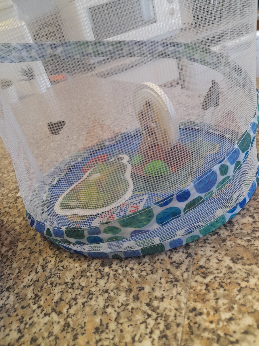 ClawtonSchool's tweet image. Owls class have had a lovely start to the week with our butterflies hatching! We have 5 beautiful fluttering butterflies! 
#ObservingChange #Growth #Metamorphosis #LifeCycle #Caring #CharacterVirtues #InspiringChangemaker #UnderstandingTheWorld #ExceptionalExplorers #FocusNumber5