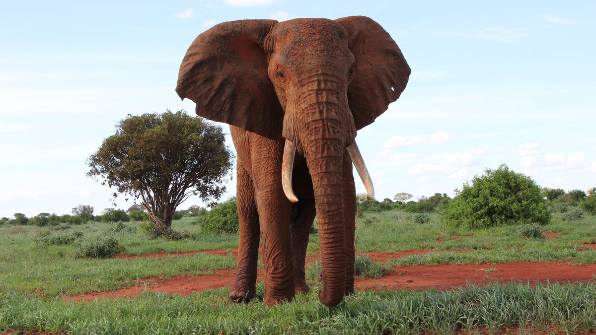 OfficialZSL's tweet photo. As a charity committed to the conservation of elephants, we welcome the UK Ivory Act coming into force today. The UK must support countries to protect and manage wild elephant populations, and tackle challenges posed by the fragmented landscapes that they live in. #IvoryBan https://t.co/MtXHGx7wBw