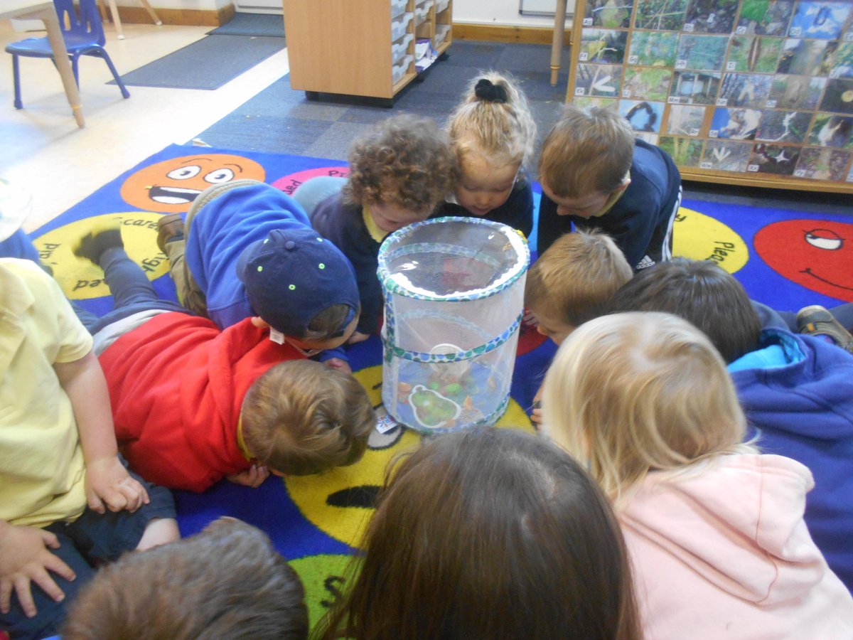 ClawtonSchool's tweet image. Owls class have had a lovely start to the week with our butterflies hatching! We have 5 beautiful fluttering butterflies! 
#ObservingChange #Growth #Metamorphosis #LifeCycle #Caring #CharacterVirtues #InspiringChangemaker #UnderstandingTheWorld #ExceptionalExplorers #FocusNumber5