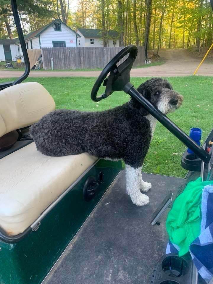 CampMenominee's tweet photo. Pre Pre Camp is well underway, Fantasy Camp starts Thursday, and Buster has become one with the Golf Cart. All is right right with the world at the Friendly Confines! #CampMascot #CMHumor 🤣💚🤍#SummersAlmostHere #CMFC2022 #CM95 (credit Jeff Toombs) https://t.co/RysIUr1YqQ