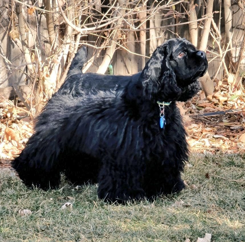 thecockerbros's tweet image. @CockerCoda 
Hello, Coda! We are Doc and Happy, Cocker Spaniel brothers in Colorado. I am 2.5 years old and Happy is 16 months old. We are always glad to meet other Cockers! And our mom has a niece who spent most of her senior high school year in Finland, in 2005.