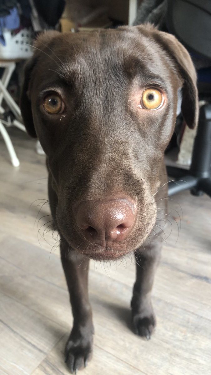 3 types of Rufus: Sleepy, atacc and bobble head 😂😂😂 Like and follow for a big boop!!! 🐾🐾🐾