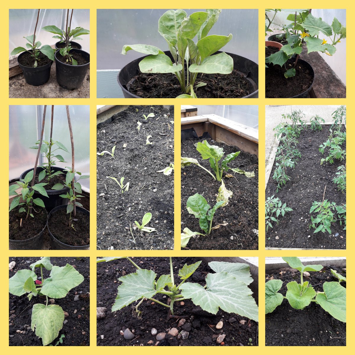 BDBFood's tweet photo. Feeling very excited about launching the "Nature & Nurture" Gardening Club to students @BDBSchool this half term to promote mindfulness and wellbeing for our school community @BDBSchool @welovewoking @MHFAEngland #growingforwellbeing #growingvegetablesatschool https://t.co/ORS7B70tHe