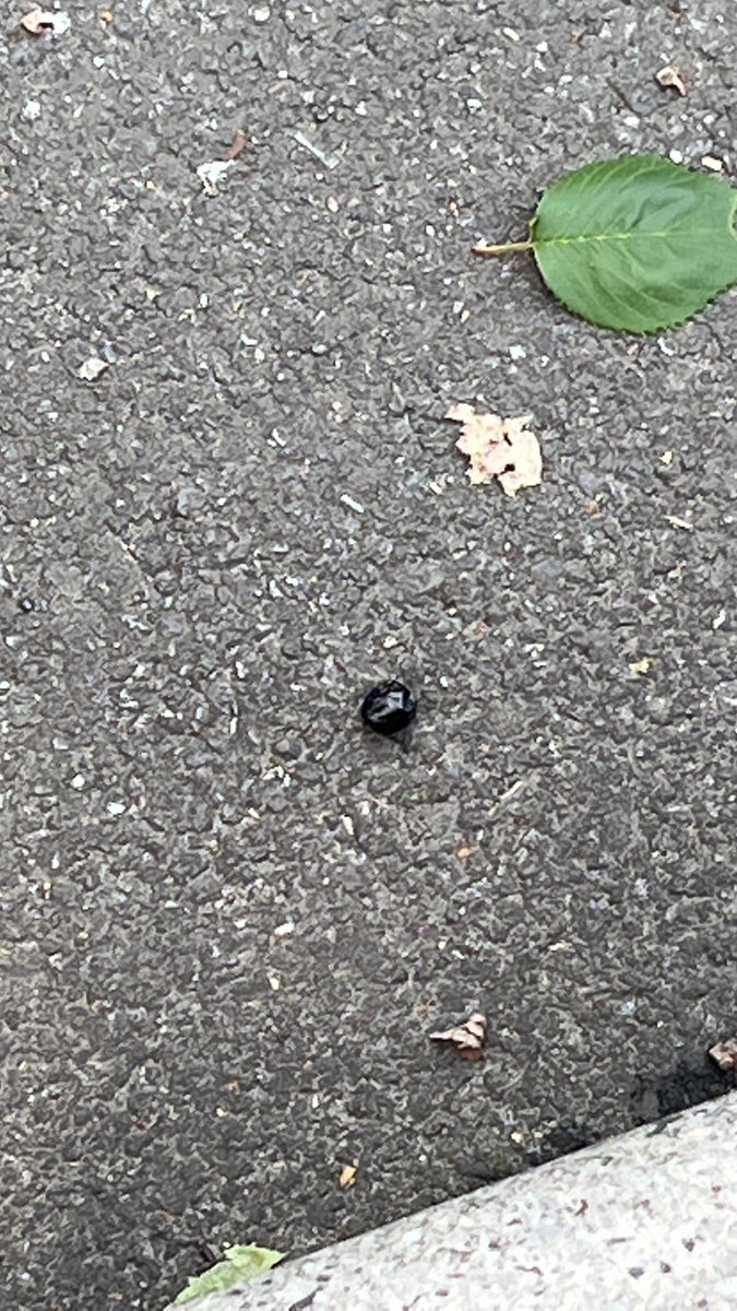 sarusaru72's tweet photo. サクラしかないだろ?くらいの桜のトンネルだった🌸東宝スタジオの歩道になぜか黒い実が複数落ちてて謎だったんだけど…桜の実だったとは‼️‼️‼️
え?これ植えたら桜生えるの?
てかソメイヨシノ以外の品種ってことなのかな?
#桜
#東京
#世田谷
#東宝スタジオ
#sakura
#tokyo
#TOHOstudio https://t.co/4gPnVqQu9I