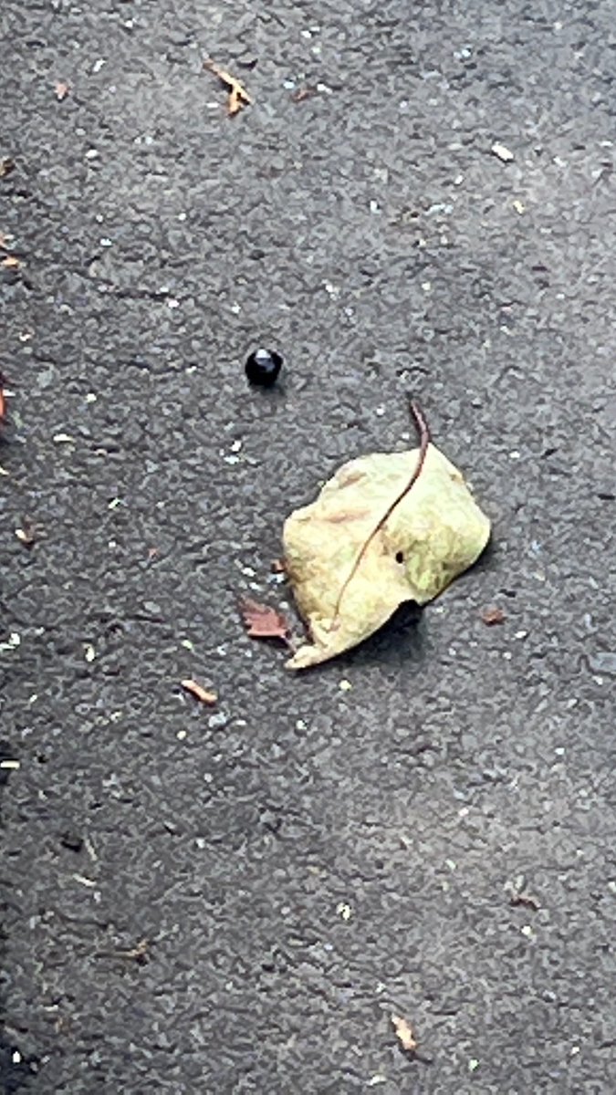 sarusaru72's tweet photo. サクラしかないだろ?くらいの桜のトンネルだった🌸東宝スタジオの歩道になぜか黒い実が複数落ちてて謎だったんだけど…桜の実だったとは‼️‼️‼️
え?これ植えたら桜生えるの?
てかソメイヨシノ以外の品種ってことなのかな?
#桜
#東京
#世田谷
#東宝スタジオ
#sakura
#tokyo
#TOHOstudio https://t.co/4gPnVqQu9I