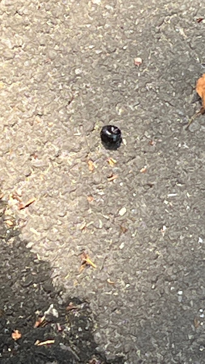 sarusaru72's tweet photo. サクラしかないだろ?くらいの桜のトンネルだった🌸東宝スタジオの歩道になぜか黒い実が複数落ちてて謎だったんだけど…桜の実だったとは‼️‼️‼️
え?これ植えたら桜生えるの?
てかソメイヨシノ以外の品種ってことなのかな?
#桜
#東京
#世田谷
#東宝スタジオ
#sakura
#tokyo
#TOHOstudio https://t.co/4gPnVqQu9I