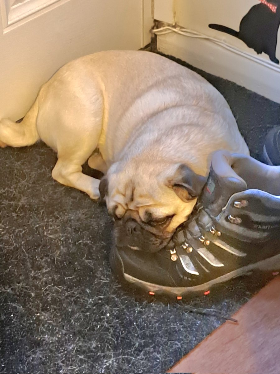 justme_tracey's tweet photo. I love ❤️ my daddy #MondayMotivation #JustMeSkylar #JustPugs #PugsOfTwitter #JustTwitter https://t.co/isAQozUonF