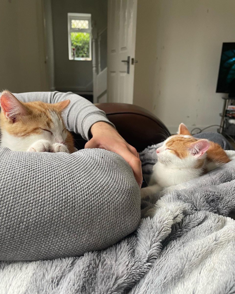 IAmKelsx's tweet photo. Angus and Albus settled into their new home right away.We are so in love 🤍 @rspcamcrsalford https://t.co/KGBuf6xvNB