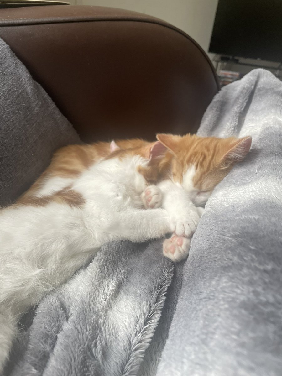 IAmKelsx's tweet photo. Angus and Albus settled into their new home right away.We are so in love 🤍 @rspcamcrsalford https://t.co/KGBuf6xvNB