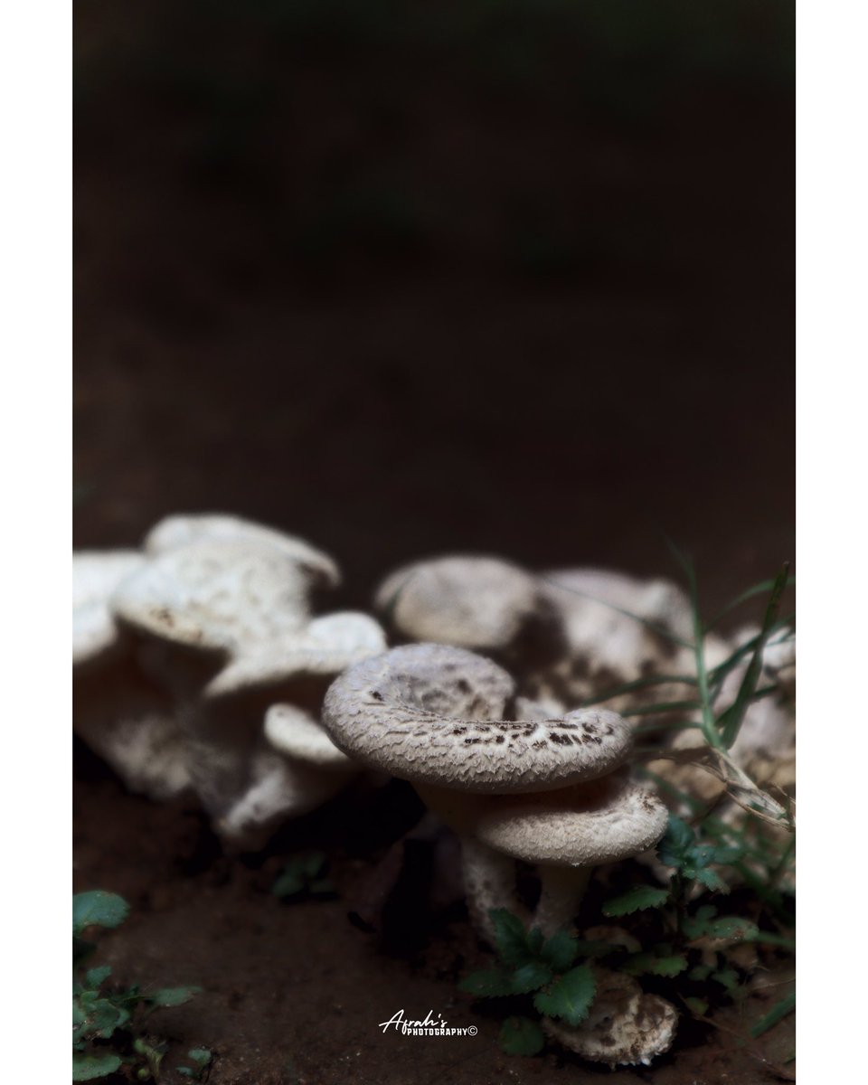 affi16_'s tweet photo. Be not afraid of life. Believe that life is worth living, and your belief will help create the fact.”
–William James
🍄🤍
#mushroom #mushroomphotography #white #eveningcapture #naturebeauty #travelog #srilanka #afrahsphotography https://t.co/ES4wSGKpSp