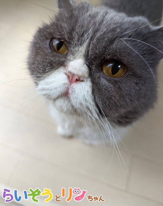 公式 ねこがあらわれた チーム行徒infoさん がハッシュタグ ねこ をつけたツイート一覧 1 Whotwi グラフィカルtwitter分析