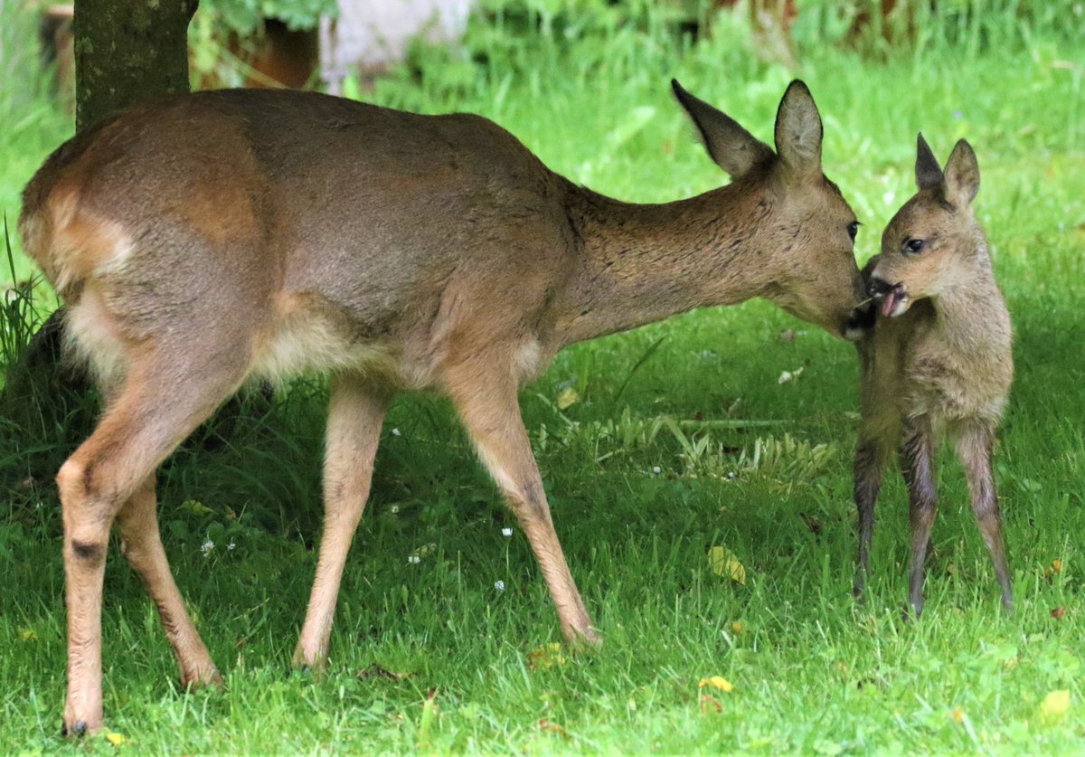 AndyGilbert_1's tweet photo. One to remind us of the important things on a Monday morning. Just showed up outside my window. They only come because we leave areas of the #garden wild. #mondaythoughts #MondayMotivation #MondayMorning #wildlifephotography #wild #rewilding #nature #naturelovers #naturefreak https://t.co/PLaVNsKgPc