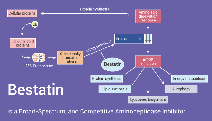 MedChemExpress's tweet photo. #Bestatin is a natural, broad-spectrum, and competitive #CD13 (Aminopeptidase N)/APN and #leukotriene A4 hydrolase inhibitor. Bestatin has #anticancer effects. #drugdiscovery. https://t.co/wy0ssB4TaN https://t.co/oF8RZijkNZ