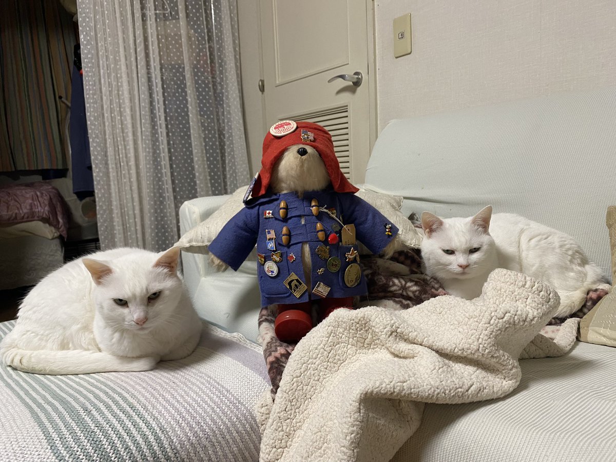 nekoyasui's tweet image. 国民に愛される女王様😻
うちのパディントンもかなり年季が入ってます💦