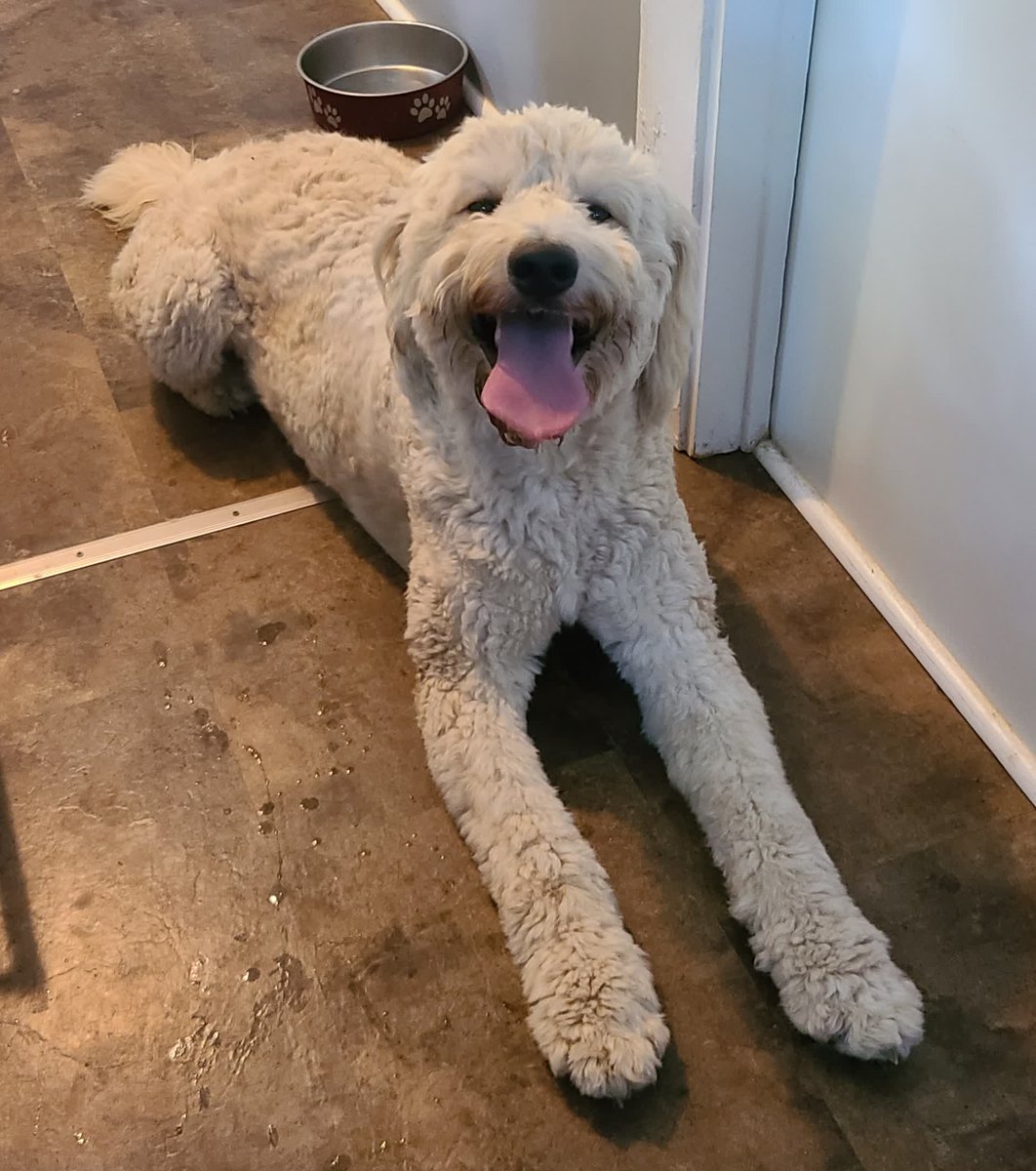 BCVetHospital's tweet photo. Happy Monday from a happy doodle 
#albusdumbledorethegoldendoodle

📸 Courtney Smith https://t.co/kuGXvE7sI0