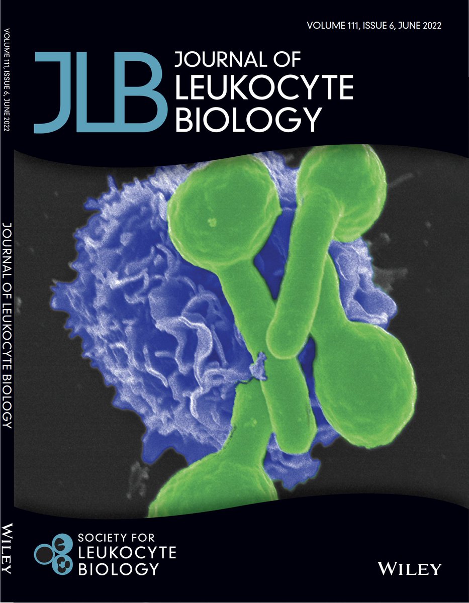 Exciting new paper from the lab showing the impact of neutrophil precursors as a cellular therapy for invasive fungal infection in neutropenia.

pubmed.ncbi.nlm.nih.gov/35355310/

Our cover image for this JLB issue: